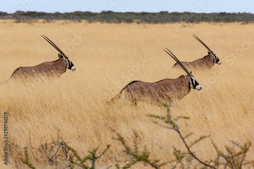 Gemsbok - Namibia - Africa photo