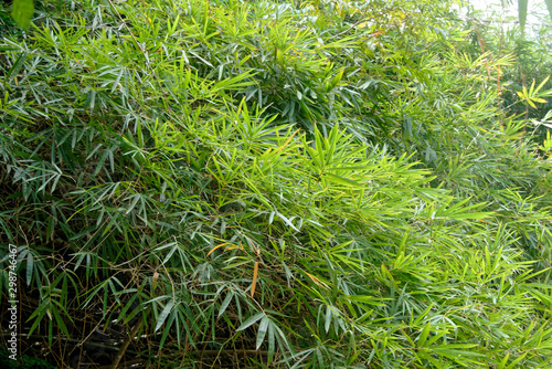 Feuilles de bambous en milieu humide en Guyane fran  aise