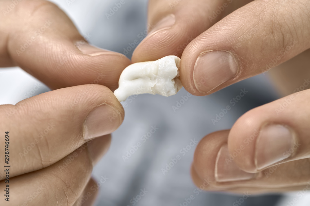Naklejka premium Closeup view at white molar tooth in male hands