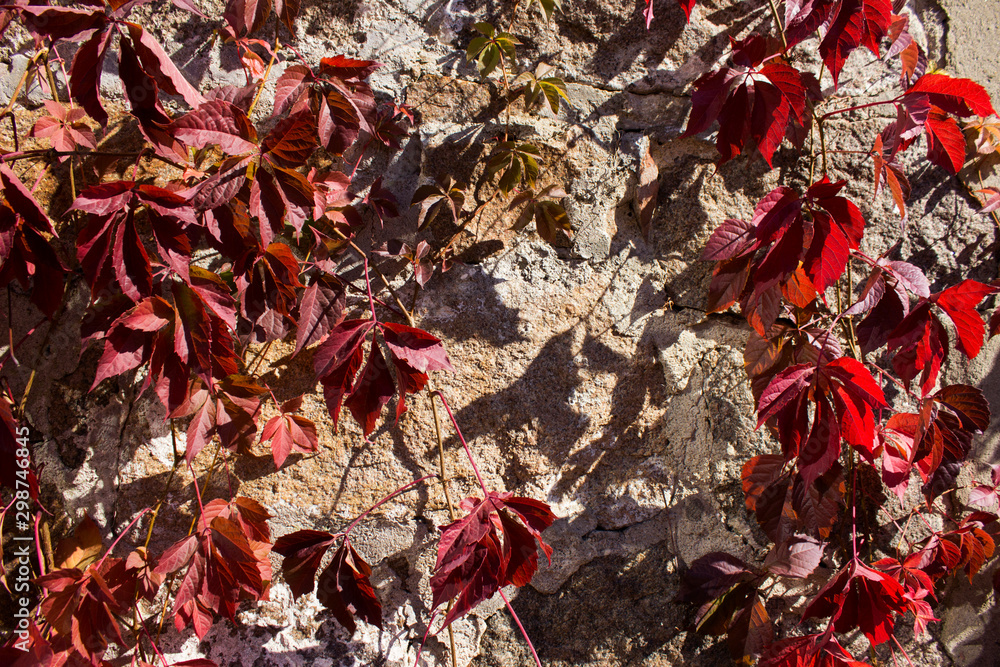 Wild grapes with red leaves curls on a stone wall. Autumn, Uman, Sofiyivka park Wild grapes with red leaves curls on a stone wall. Autumn, Uman, Sofiyivka park