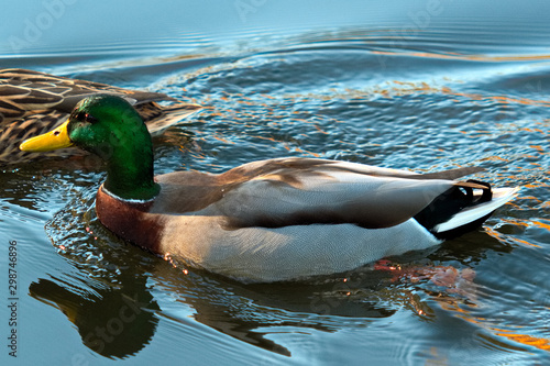 Ducks swimming in lake photo