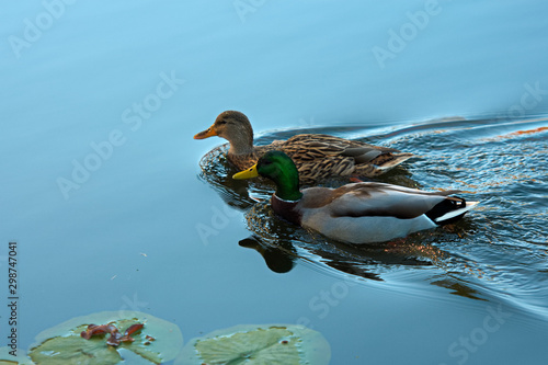 Ducks swimming in lake photo