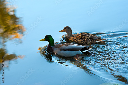 Ducks swimming in lake © Josh