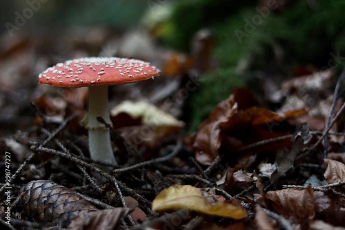 mushroom in the forest