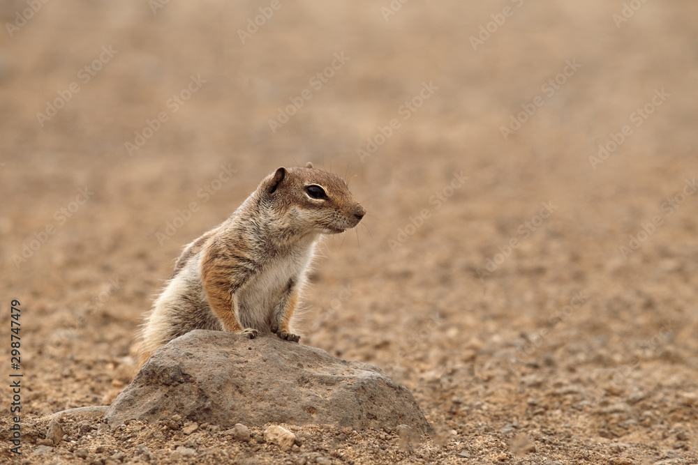 Cute chipmunk on the Canary island of Fuerteventura. Cute chipmunk on the Canary island of Fuerteventura.