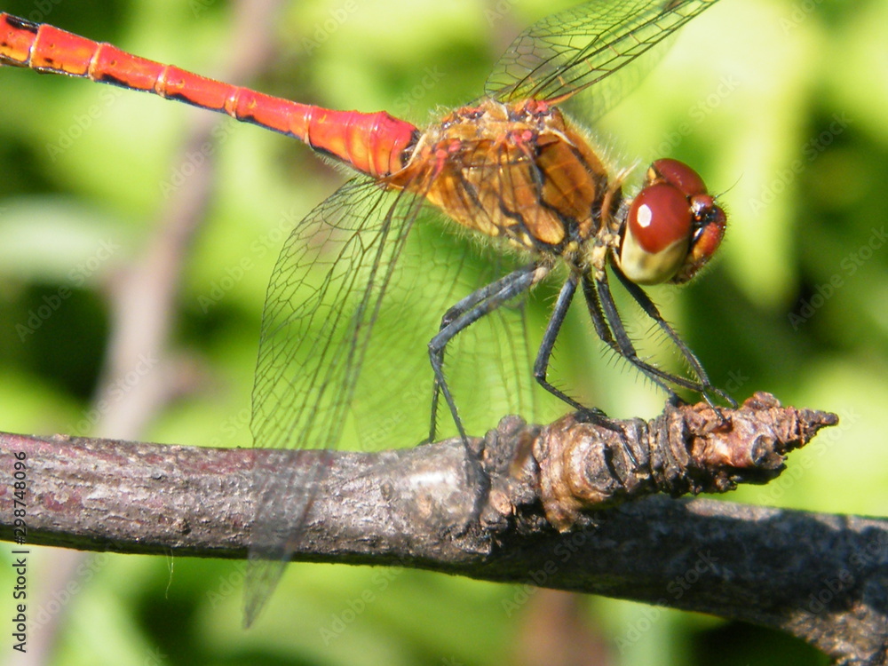 red dragonfly red dragonfly