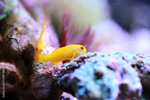 Fototapeta Naklejka Na Ścianę i Meble -  Yellow Coralgoby - Gobiodon okinawae