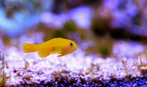 Fototapeta Naklejka Na Ścianę i Meble -  Yellow Coralgoby - Gobiodon okinawae