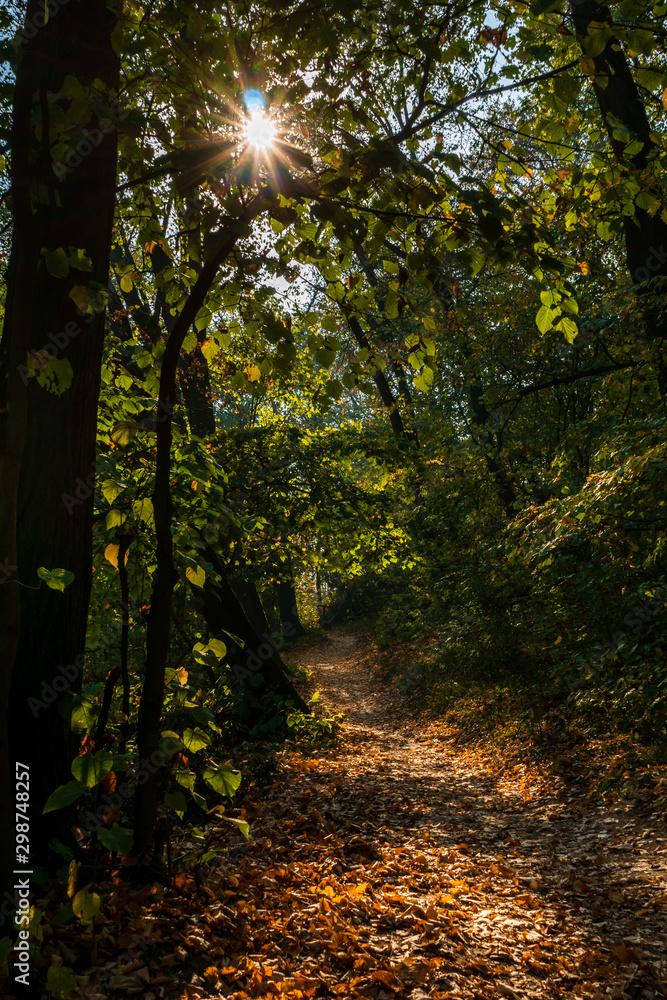 Fototapeta premium Autumn forest