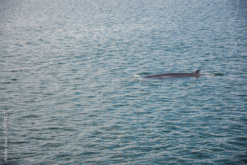 Whale watching in Canada in its habitat
