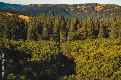 pine forest mountain highland scenery landscape environment photography in autumn season colors in warm weather time 