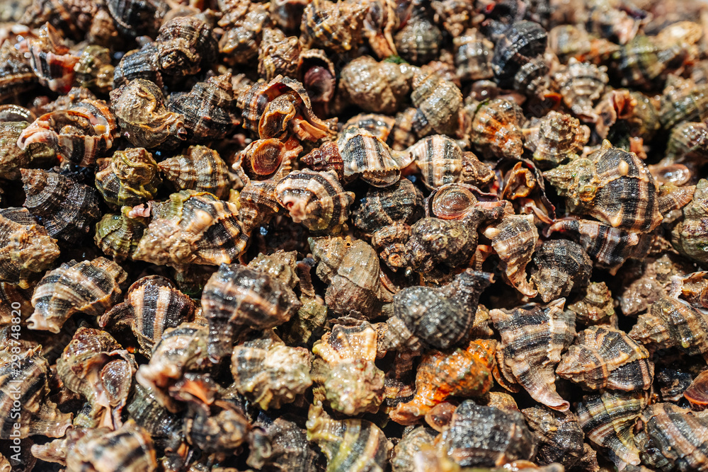 Fresh raw sea shells on sale at the fish market in Cagliari Fresh raw sea shells on sale at the fish market in Cagliari