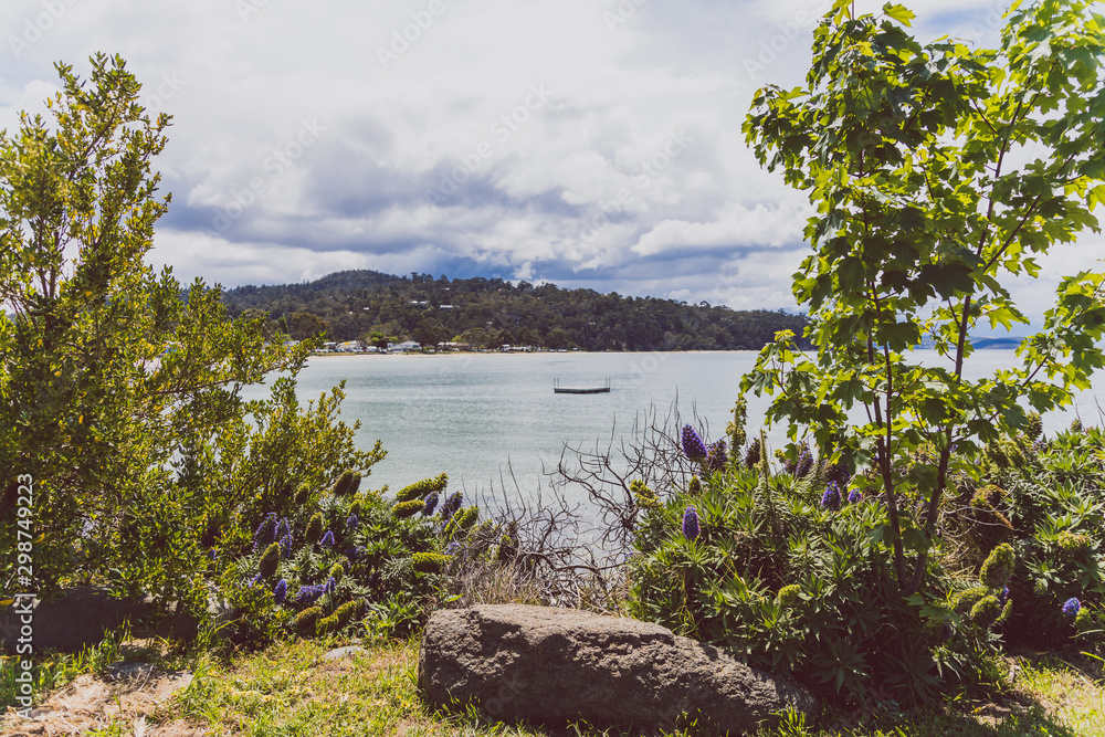 Australian beach landscape with echium flowers in the foreground Australian beach landscape with echium flowers in the foreground