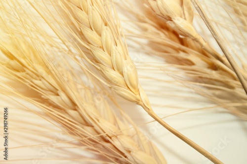 Dry ears of wheat closeup, yellow background.