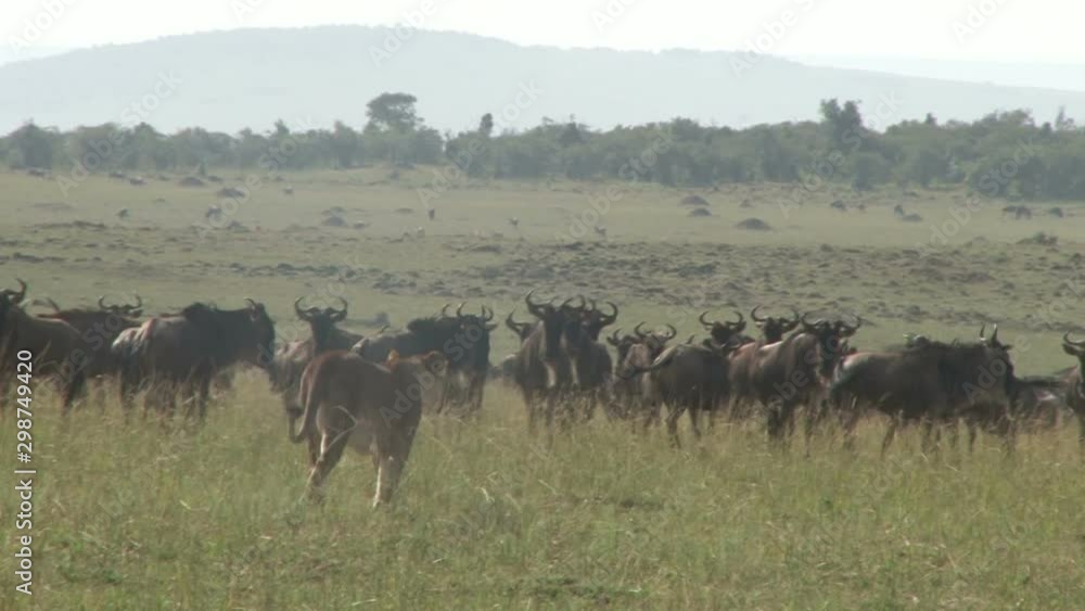A lion not able to chose which wildebeest to hunt in a group. A lion not able to chose which wildebeest to hunt in a group.