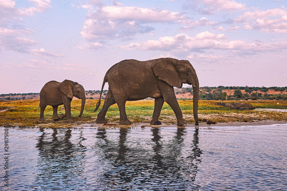 Naklejka premium Mother elephant and her baby walking.