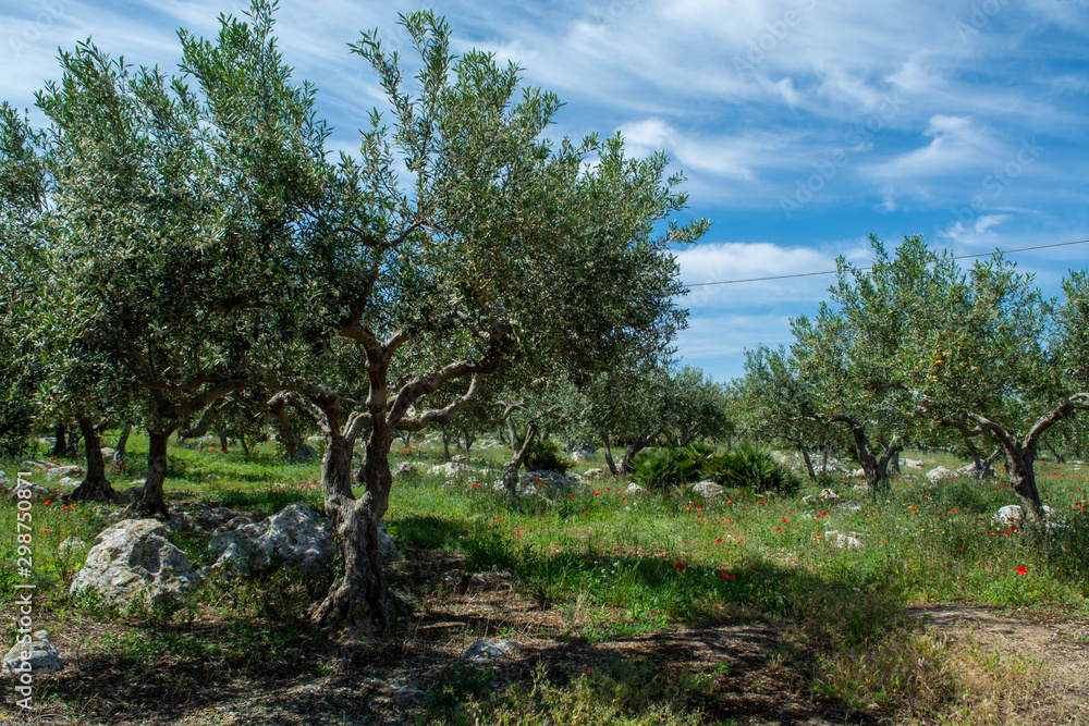 Olive trees growing on plantanions in Italy Olive trees growing on plantanions in Italy