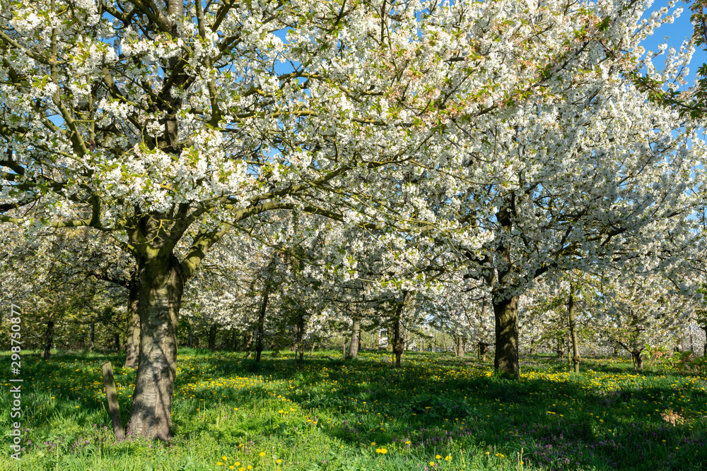 Naklejka premium Spring blossom of cherry trees in orchard, fruit region Haspengouw in Belgium