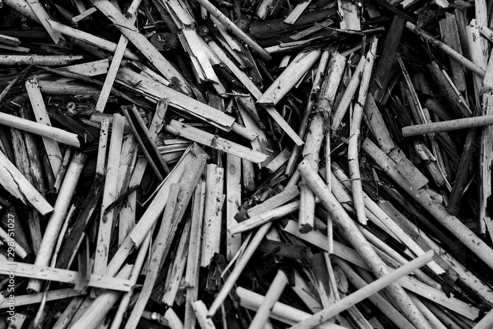 background. defocusing. broken reed on the river background. defocusing. broken reed on the river