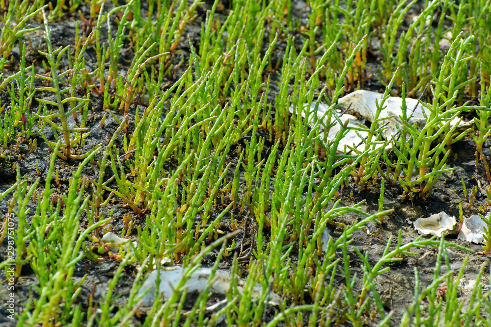 Salicornia edible plants grow in salt marshes, beaches, and mangroves, calles also glasswort, pickleweed, picklegrass, marsh samphire, mouse tits, sea beans, samphire greens or sea asparagus. Salicornia edible plants grow in salt marshes, beaches, and mangroves, calles also glasswort, pickleweed, picklegrass, marsh samphire, mouse tits, sea beans, samphire greens or sea asparagus.