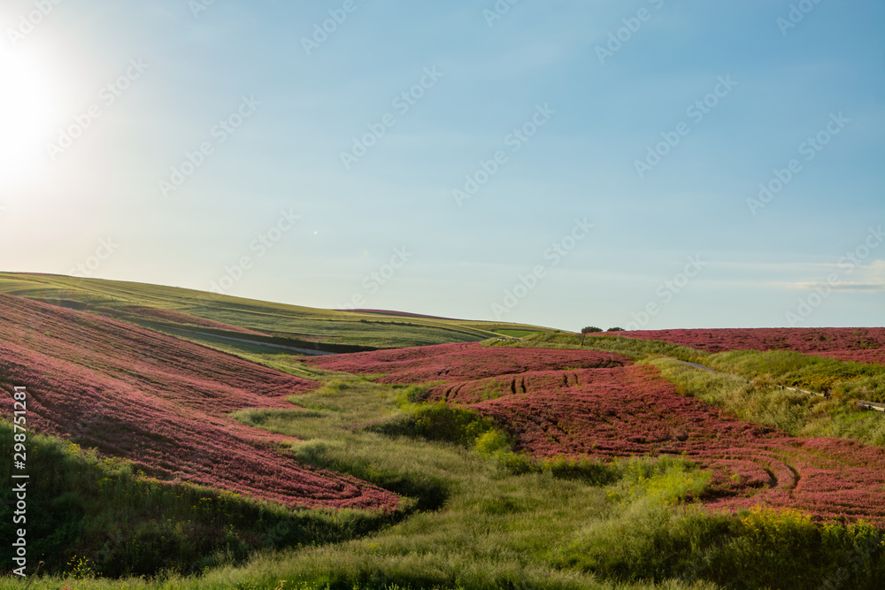 Landscape with red blossom of honey flowers sulla on pastures and green wheat fields on hills of Sicily island, agriculture in Italy Landscape with red blossom of honey flowers sulla on pastures and green wheat fields on hills of Sicily island, agriculture in Italy