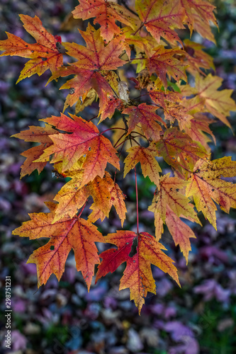 Red and yellow autumn leaves on a branch.