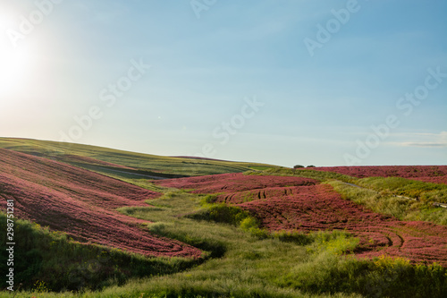 Landscape with red blossom of honey flowers sulla on pastures and green wheat fields on hills of Sicily island, agriculture in Italy