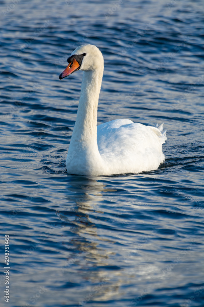 Dark winter days in Poland, white swans swimming in cold Baltic sea Dark winter days in Poland, white swans swimming in cold Baltic sea