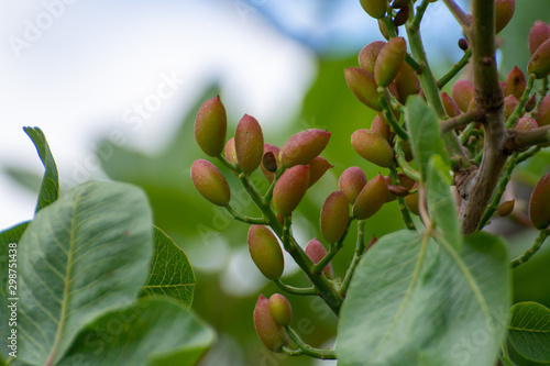 Cultivation of important ingredient of Italian cuisine, plantation of pistachio trees with ripening pistachio nuts near Bronte, located on slopes of Mount Etna volcano.