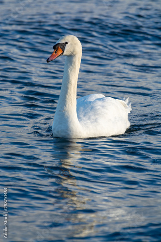 Dark winter days in Poland  white swans swimming in cold Baltic sea