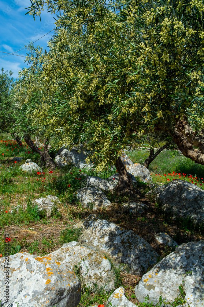 Olive trees growing on plantanions in Italy Olive trees growing on plantanions in Italy