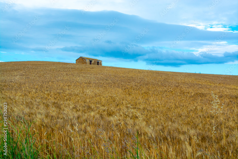 Fields with ripe sicilian durum pasta wheat on sunset
