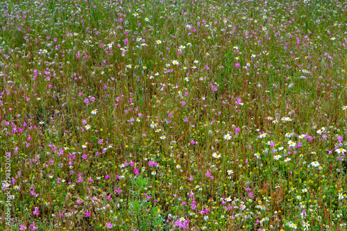 Floral background with summer wild flowers on meadow or in park