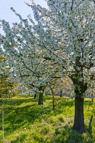 Spring blossom of cherry trees in orchard  fruit region Haspengouw in Belgium