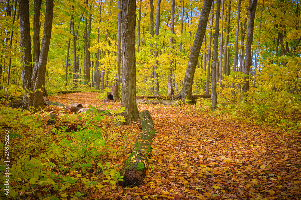 Trail in Autumn Trail in Autumn