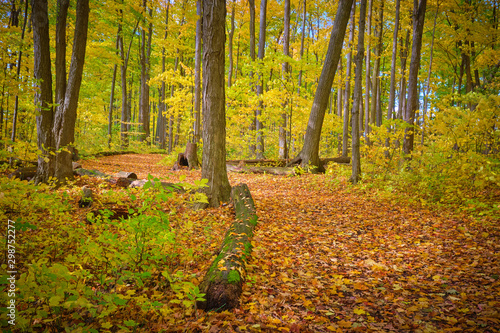 Trail in Autumn