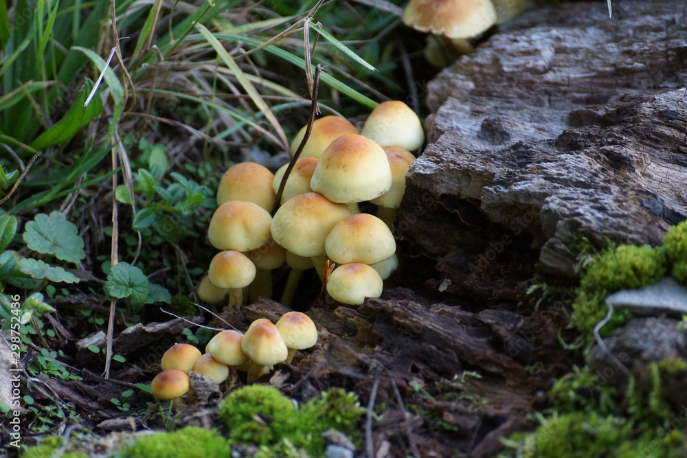 Gruppe junger goldgelber Hutpilze an morschem Holz Gruppe junger goldgelber Hutpilze an morschem Holz