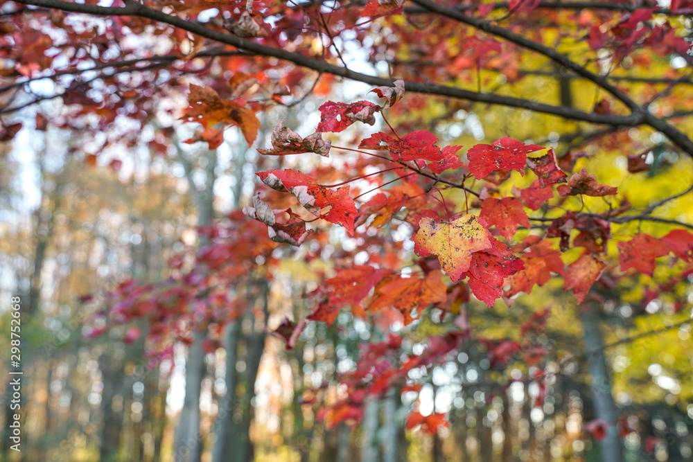 Changing leaf colors of this tree during the peak of fall foliage.
