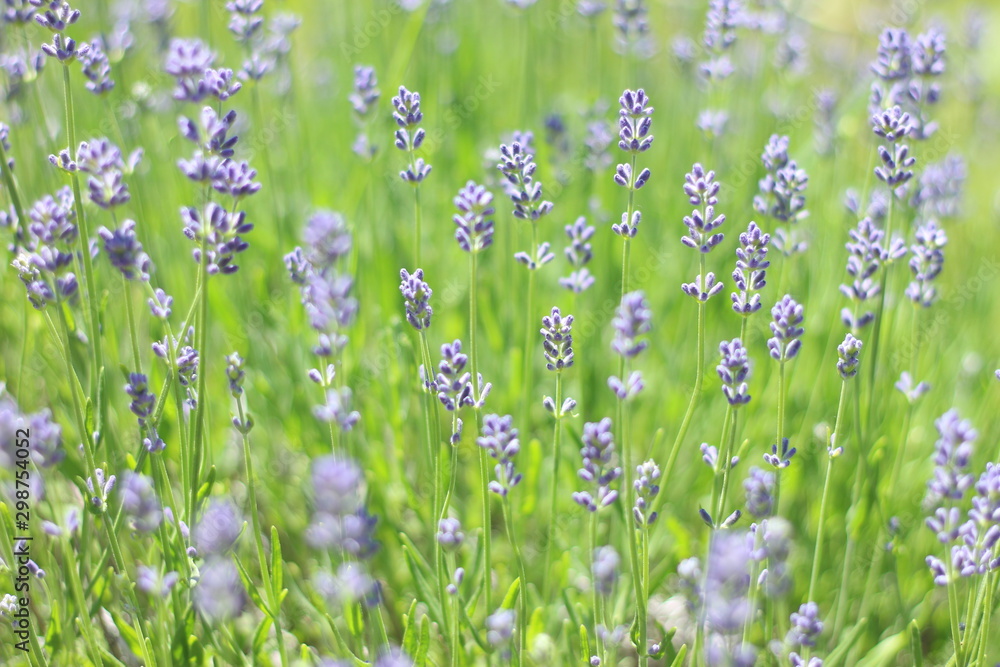Fototapeta premium Flowers
