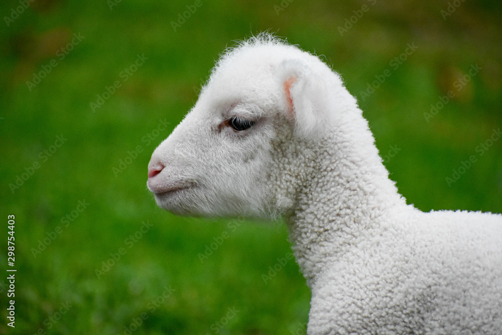 Obraz premium Baby White Lamb Sheep Face Wool