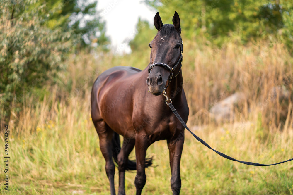 Portrait of a beautiful well-groomed dark horse on the field Portrait of a beautiful well-groomed dark horse on the field