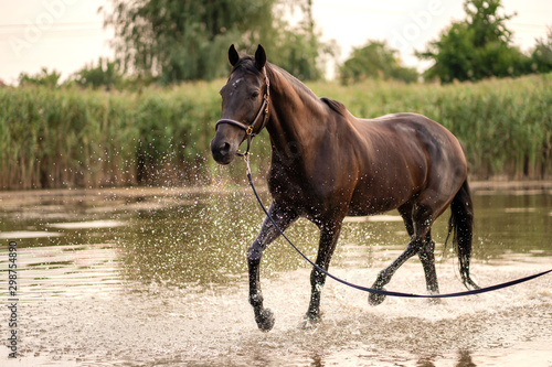 Beautiful well-groomed dark horse for a walk by the lake. A horse runs on water. Strength and Beauty