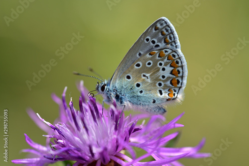 A little blue butterfly sits on a lilac blossom in front of green background in summer