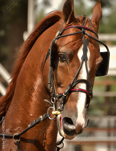 2019-08-25 BROWN HORSE CLOSE UP FACING RIGHT