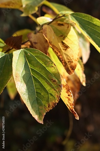 Green to yellow and brown autumn leaves of Chinese hackberry tree, latin name Celtis sinensis, sunbathing in afternoon sunshine.  © zayacsk