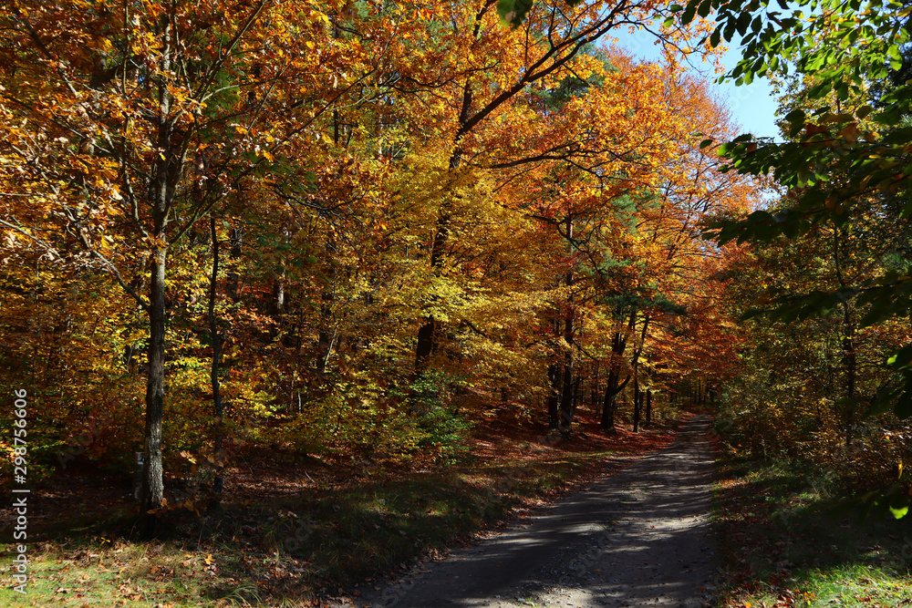 Herbststimmung im Wald