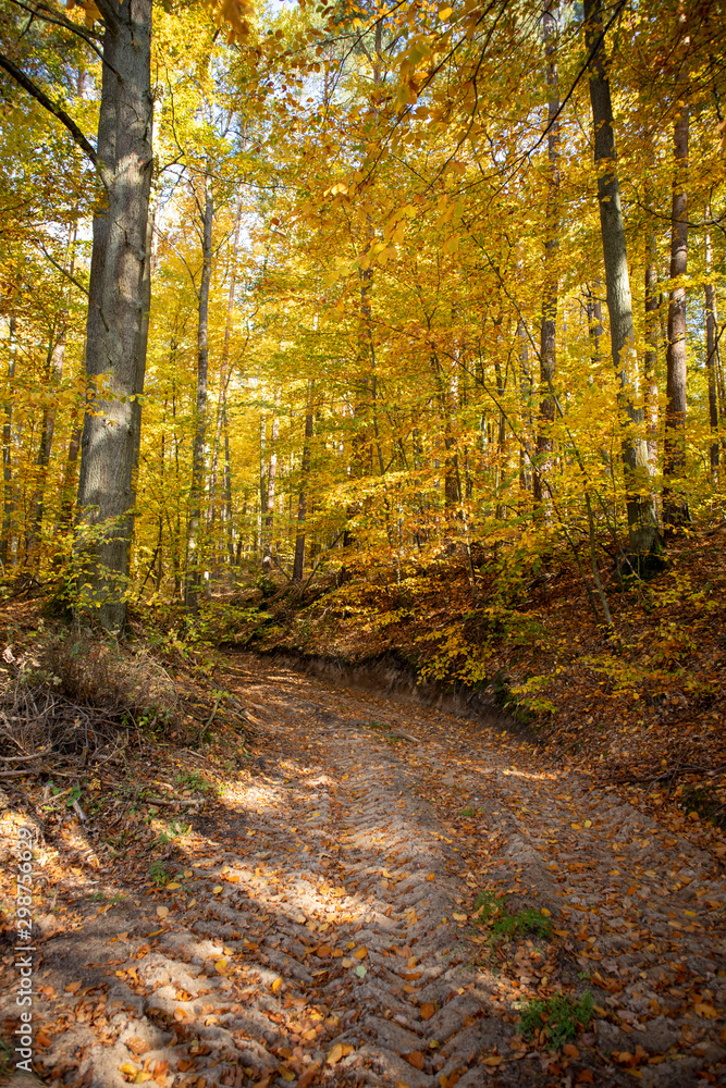 Herbststimmung im Wald Herbststimmung im Wald