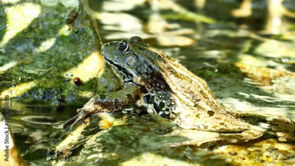 View on a Marsh frog resting in the waving water of a lake on a summer day.