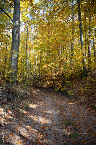 Herbststimmung im Wald