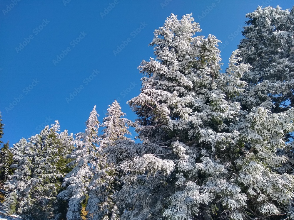 tree in snow